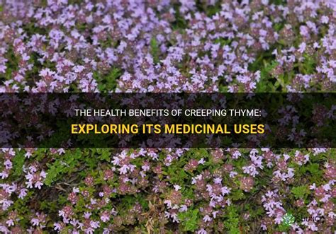 The Mystical Herb: Cteeping Thyme's Influence on Body and Mind